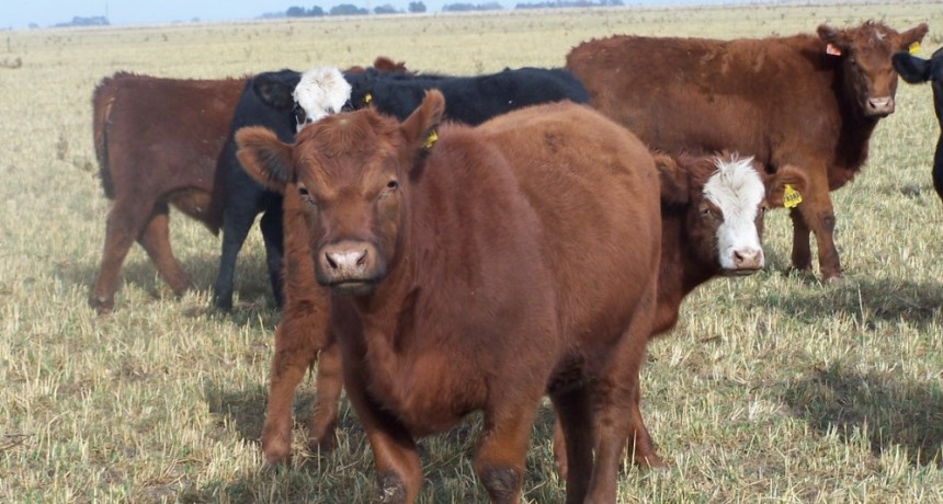 La Sociedad Rural alert&oacute; por el estancamiento de los precios ganaderos