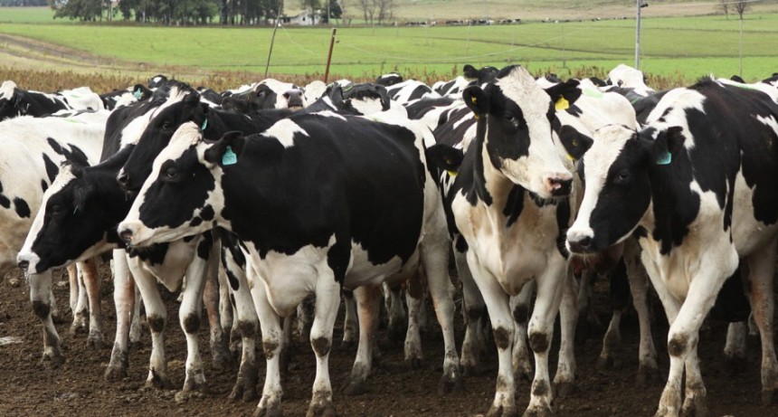 Animales de producci&oacute;n: Medidas para prevenir el estr&eacute;s t&eacute;rmico en tambos