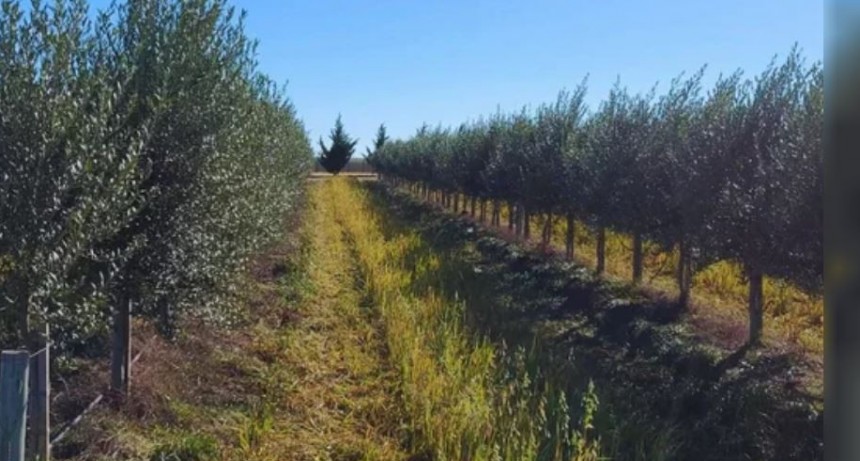 Buenos Aires se fortalece como productor de aceite de oliva de alta calidad