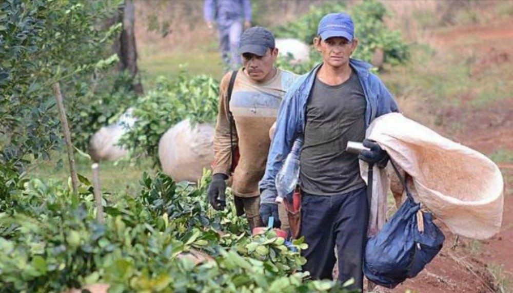 Misiones en estado de alerta por el Instituto de la Yerba Mate