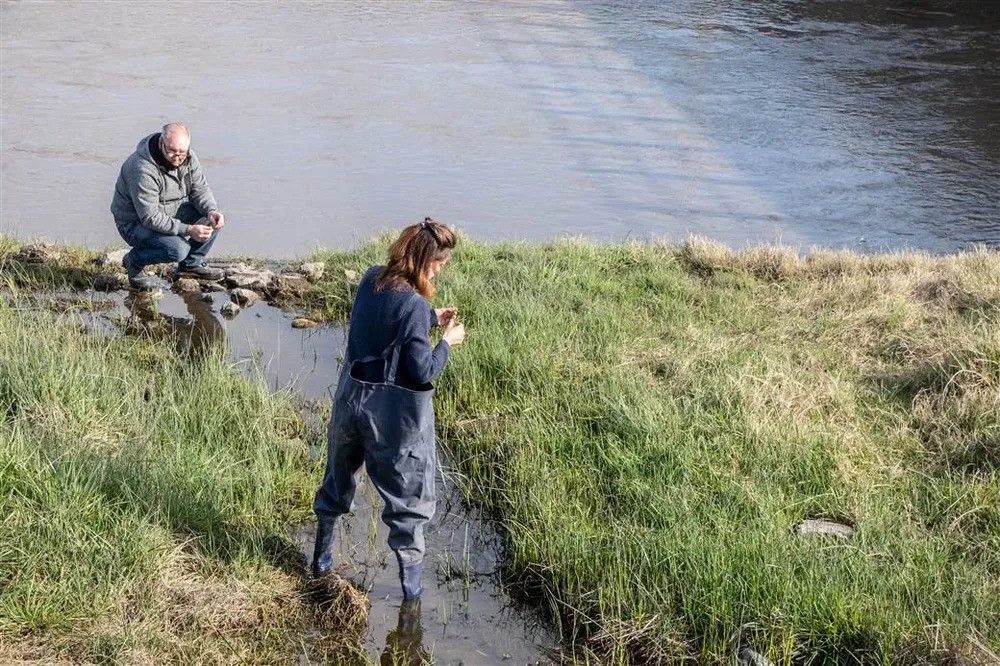 Junín: buscan controlar al barigüí, la mosca que muerde