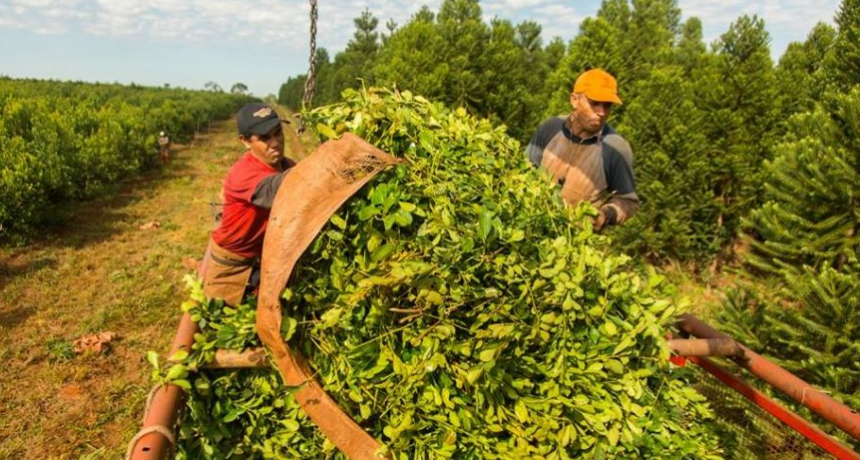 “Fracasaron diciendo que bajándonos el precio a nosotros bajaba el precio en la góndola”