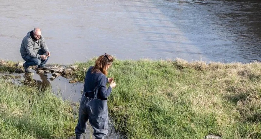 Junín: buscan controlar al barigüí, la mosca que muerde