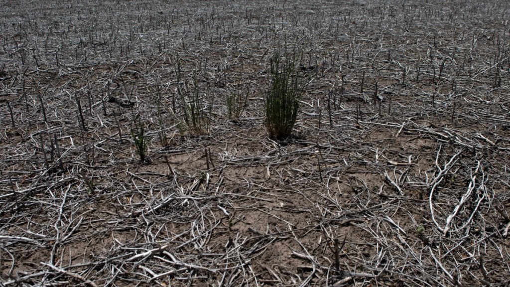 Por la sequía, estiman que el campo liquidará entre 21% y 35% menos dólares que en 2022