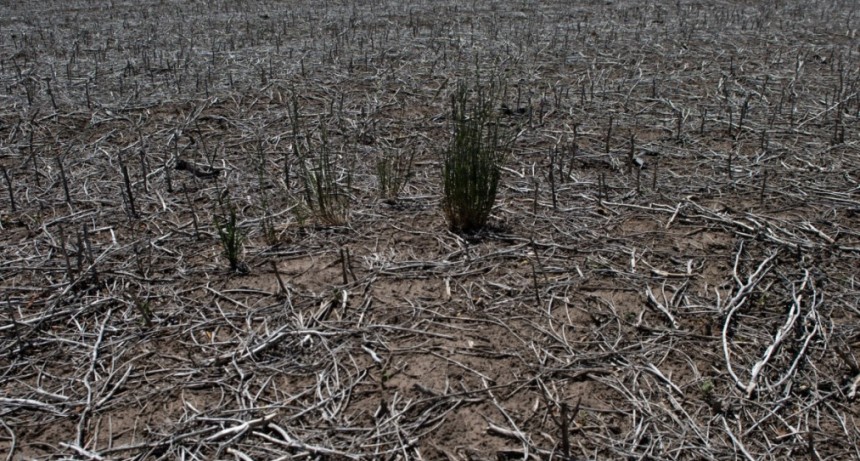 La campa&ntilde;a gruesa enfrenta peores condiciones que en 2008/09: cu&aacute;ndo vuelven las lluvias a la zona n&uacute;cleo