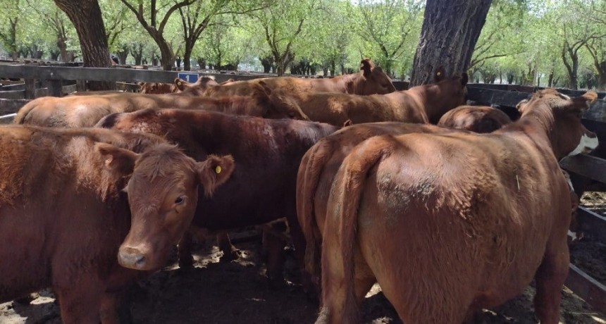 &Iacute;ndice Novillo Mercado Agroganadero $280.97 