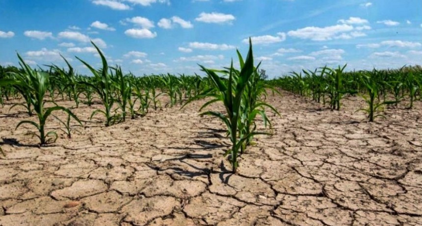 Avances en estudios de remediaci&oacute;n de suelos agr&iacute;colas de la Argentina