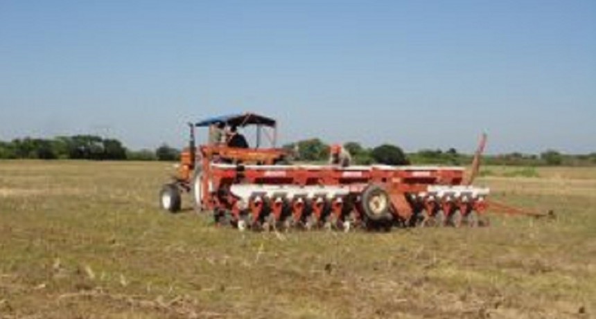 Gracias a las lluvias, avanz&oacute; la siembra de sorgo