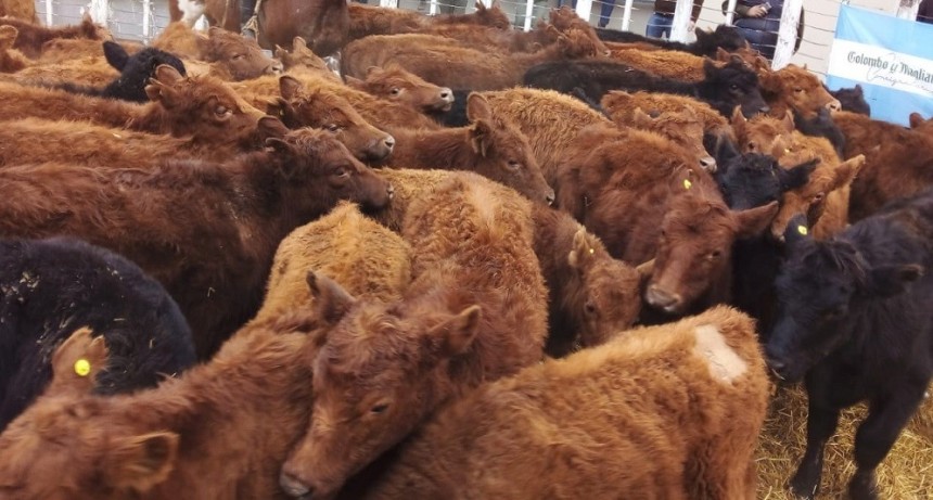 La ganader&iacute;a vacuna perdi&oacute; contra la inflaci&oacute;n y termina el a&ntilde;o con cifras preocupantes