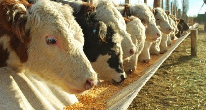 Bue&ntilde;a se&ntilde;al: el ingreso en los feedlots creci&oacute; un 13%
