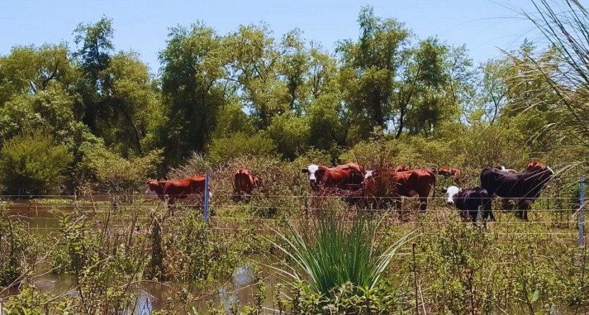 Pautas para alimentar al rodeo en condiciones extremas