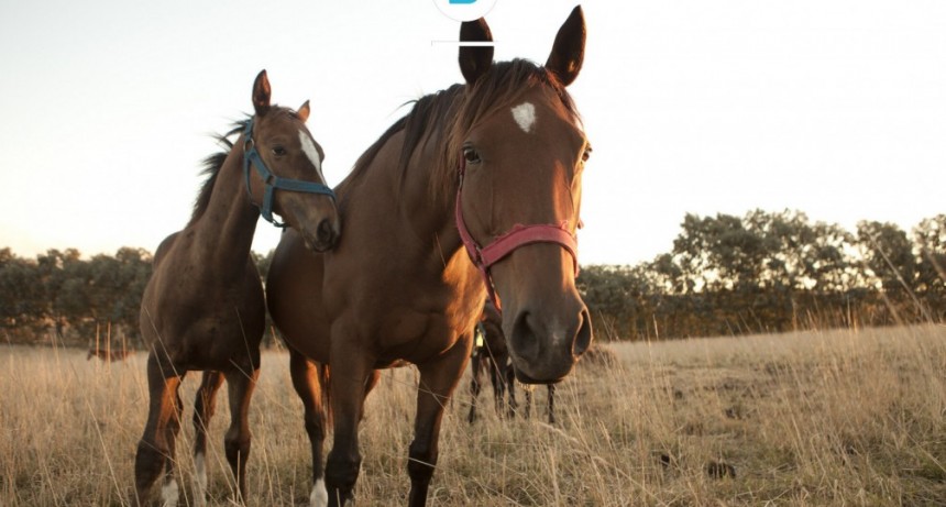 Encefalomielitis equina: &ldquo;Se est&aacute; trabajando fuertemente en las medidas de prevenci&oacute;n&rdquo;
