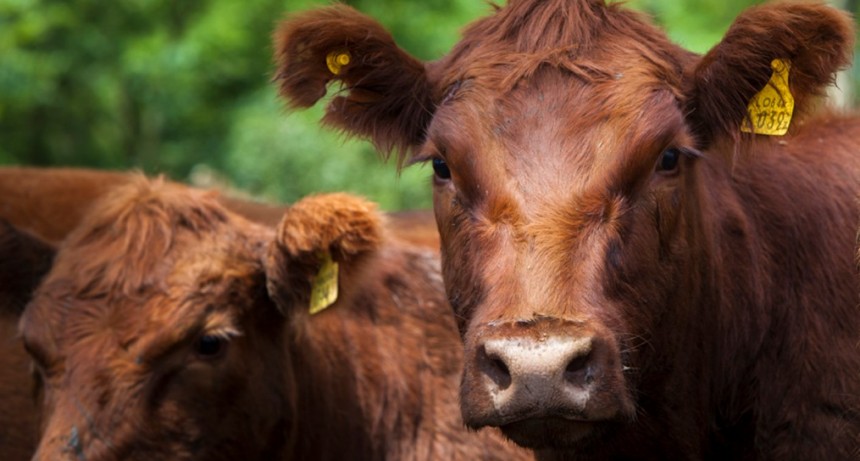 Se actualizan requisitos para movimiento de animales susceptibles a fiebre aftosa