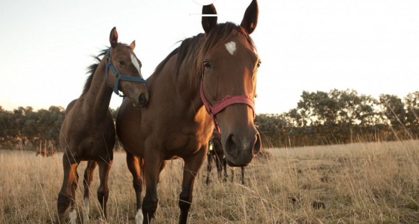 Nuevos casos de encefalomielitis equina: ya se confirmaron 426 brotes positivos