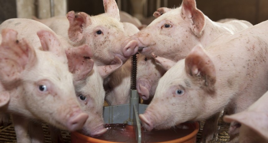 Se autoriza la importaci&oacute;n de vacuna viva atenuada contra la enfermedad de Aujeszky