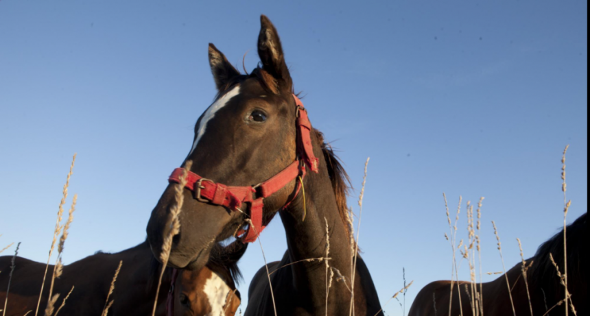 Encefalomielitis equina: Se refuerzan acciones para prevenir y contener la enfermedad