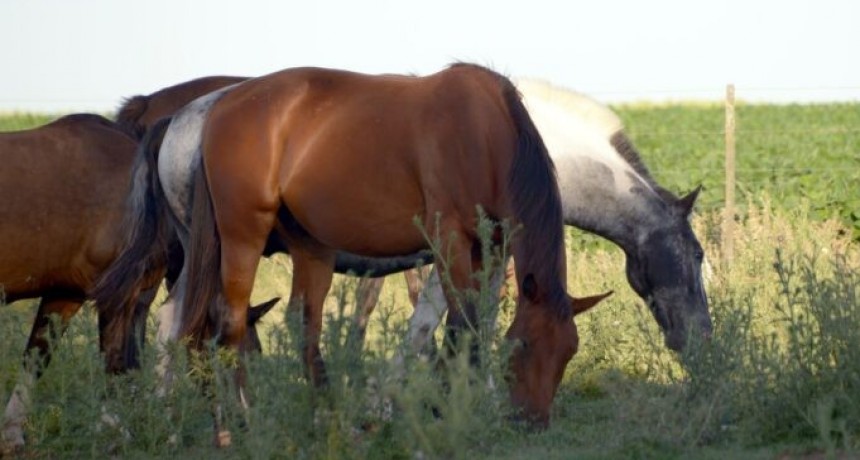 El Gobierno autoriz&oacute; una serie de 80 mil dosis de la vacuna contra la encefalomielitis equina