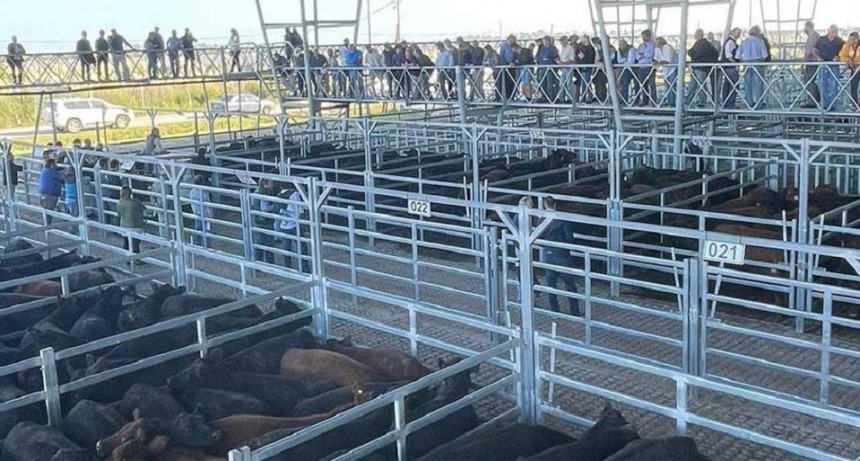 Fuerte reducci&oacute;n en el precio de la hacienda por la ca&iacute;da de la demanda