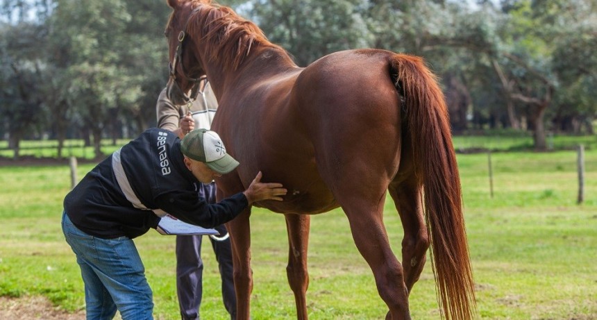 Encefalomielitis equina: Se confirmaron brotes en La Pampa, San Luis y Salta