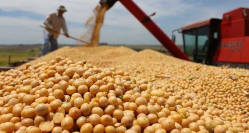 El precio de la soja en se ubic&oacute; en los $265.000 pesos en Rosario: qu&eacute; pas&oacute; con el trigo y el ma&iacute;z