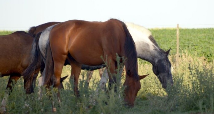 Encefalomielitis equinas: Se establecieron nuevas medidas para el movimiento de equinos