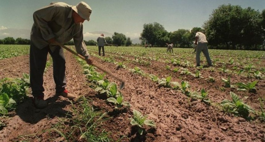 Lanzan un plan de pago de deuda de seguridad social de trabajadores rurales