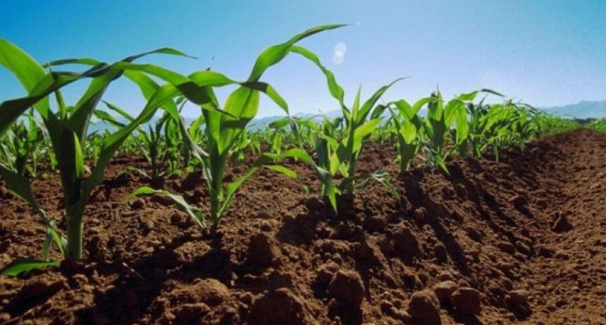 Finaliz&oacute; en C&oacute;rdoba la siembra de girasol y man&iacute;