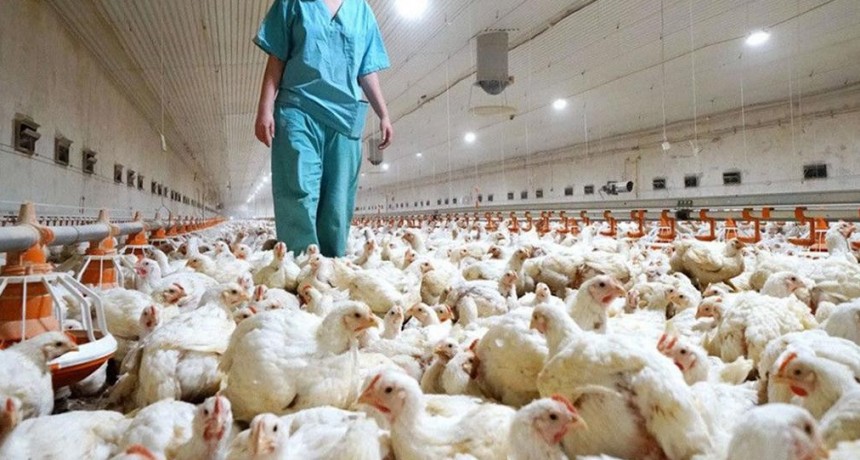 Influenza aviar: Se profundiz&oacute; la fiscalizaci&oacute;n y el control en granjas av&iacute;colas