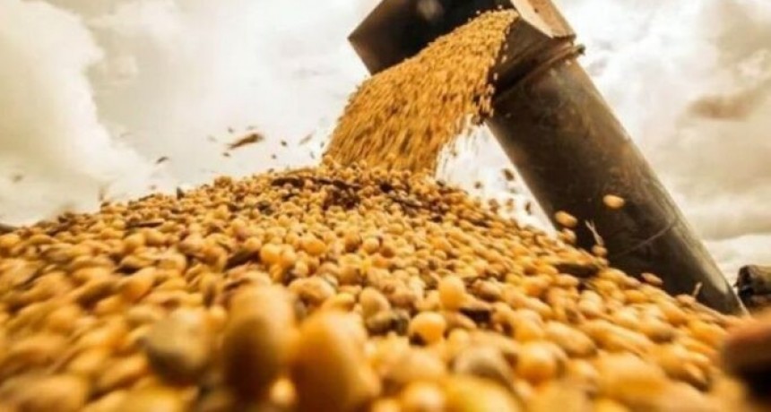 El precio de los granos con tendencia bajista en Chicago: cu&aacute;nto se pag&oacute; por la soja, ma&iacute;z y trigo en Rosario