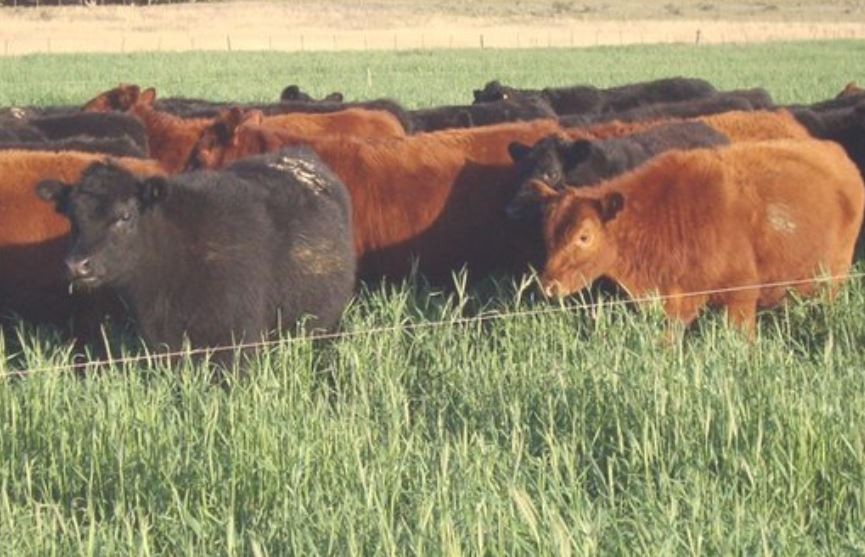 Se contrajo la cantidad de animales ingresados a los feedlots durante noviembre