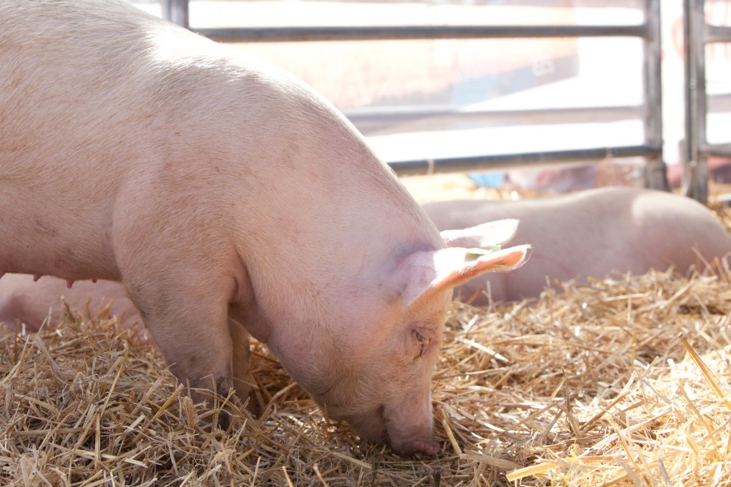 El Gobierno autorizó tres nuevas vacunas para protección de la sanidad porcina y aviar