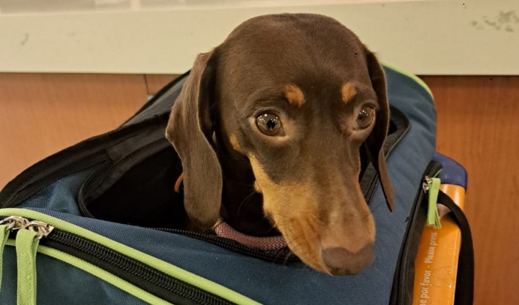 Mascotas: Se refuerza el sistema de atención al usuario para viajar al exterior