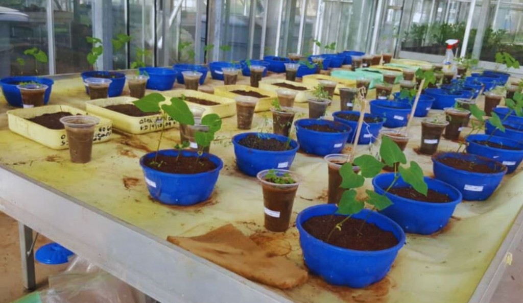 Investigadoras argentinas impulsan la biofertilización en Etiopía