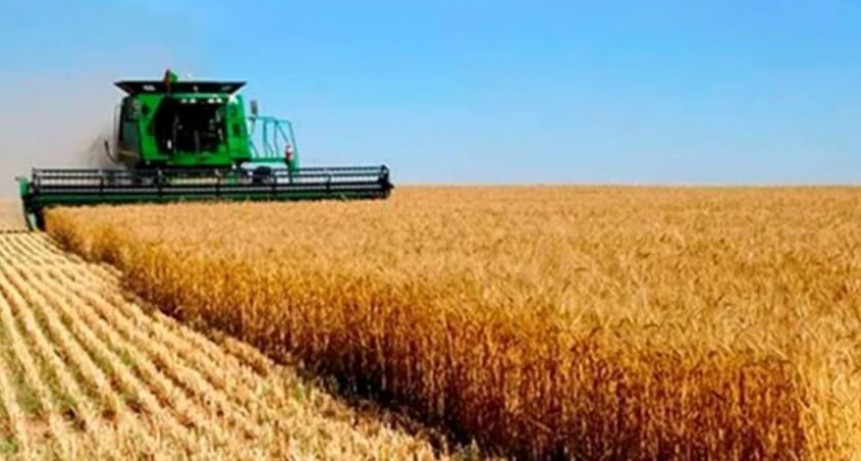 Trigo: 40% ya est&aacute; cosechado