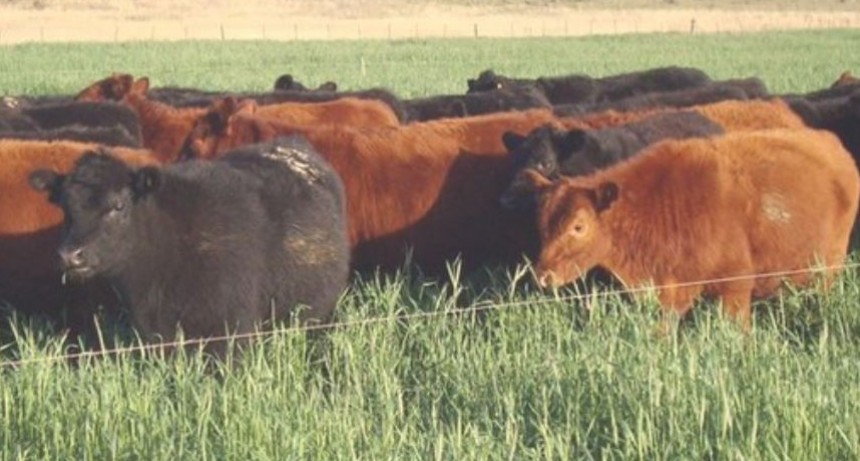 Se contrajo la cantidad de animales ingresados a los feedlots durante noviembre