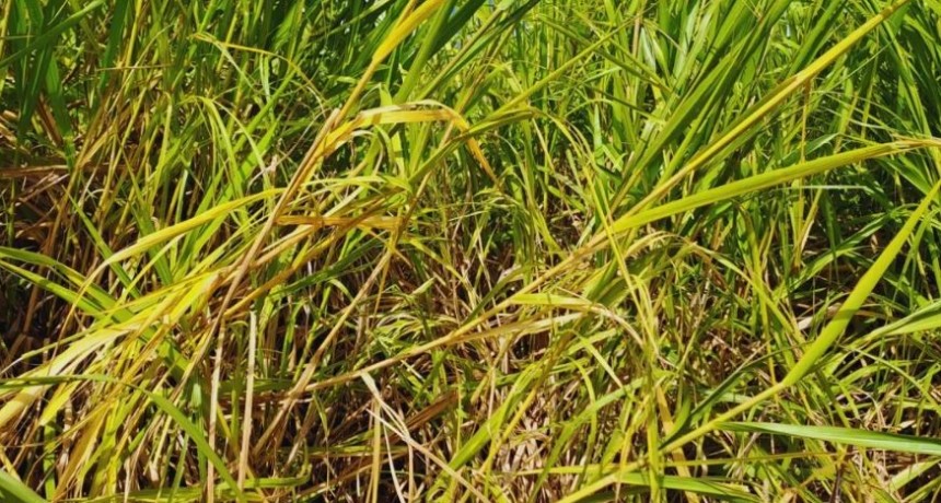 Estudian c&oacute;mo restaurar suelos agr&iacute;colas degradados
