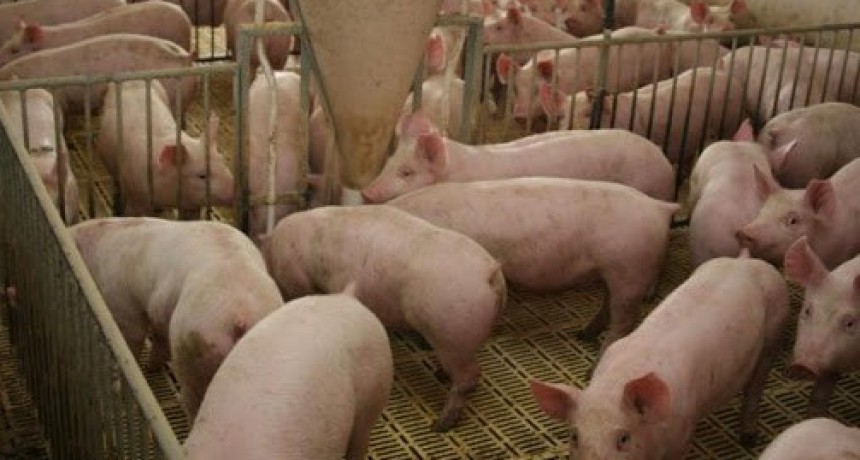 Transporte seguro: qu&eacute; medidas de bioseguridad aplicar para el traslado de cerdos