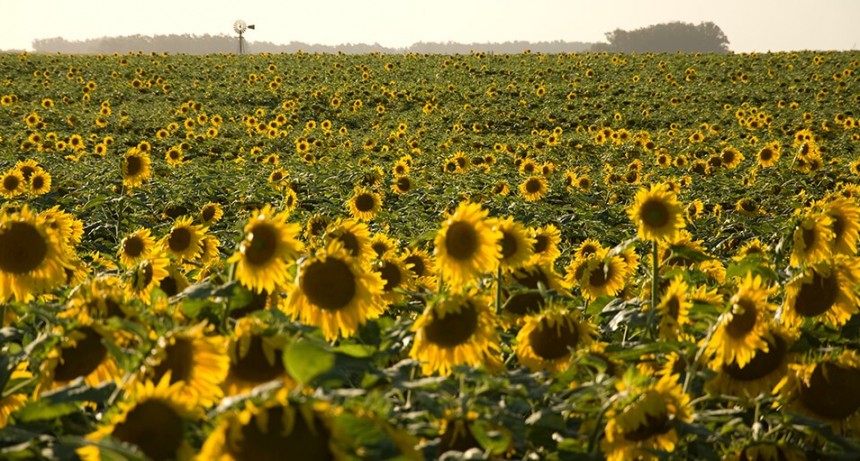 Finaliz&oacute; la siembra de girasol y es bueno el desarrollo de los cultivos