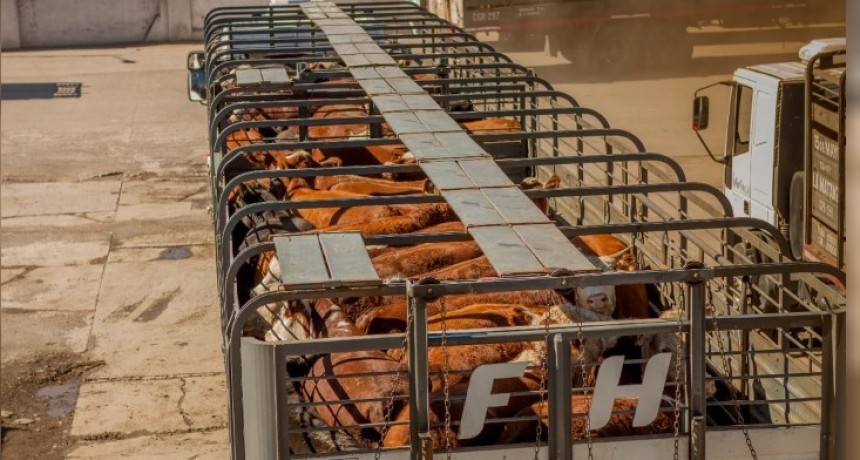 C&oacute;mo prevenir del estr&eacute;s t&eacute;rmico en veh&iacute;culos de transporte de animales