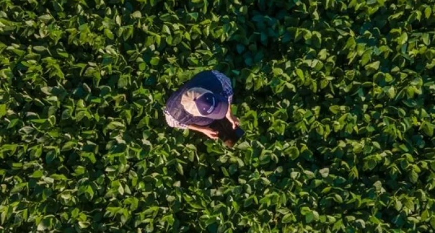 El seguro agropecuario como respuesta a la incertidumbre clim&aacute;tica y los imprevistos econ&oacute;micos