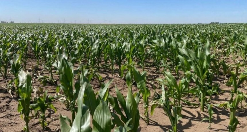 &ldquo;La foto es muy buena&rdquo;: el 100% de la gruesa est&aacute; en buen estado y la cosecha de trigo contin&uacute;a mejorando