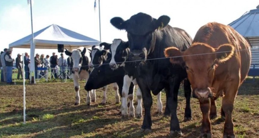 El BICE otorg&oacute; m&aacute;s de $12.000 millones en Cr&eacute;ditos en Litros de Leche