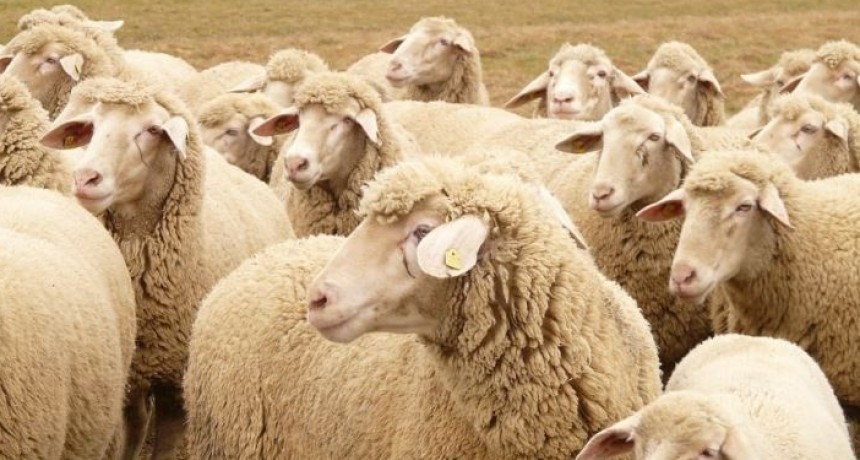 La Argentina podr&aacute; exportar carnes ovinas y caprinas a Marruecos