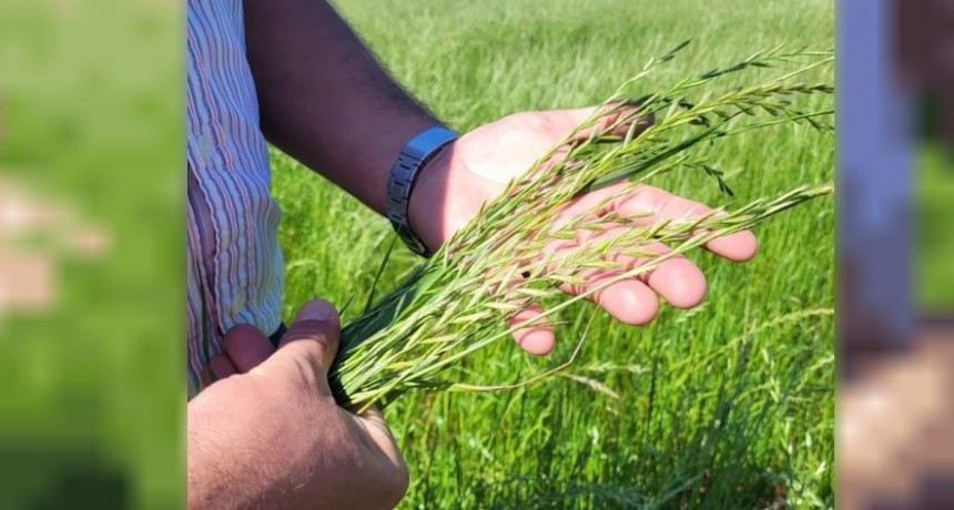 Raigr&aacute;s R&aacute;pido INTA, un cultivo estrat&eacute;gico para el pastoreo