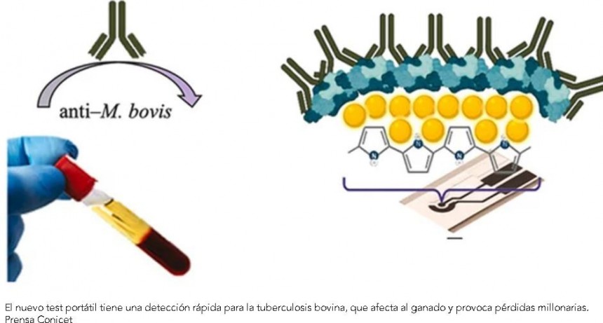 Especialistas del CONICET desarrollan un test port&aacute;til y r&aacute;pido para la detecci&oacute;n de la tuberculosis bovina