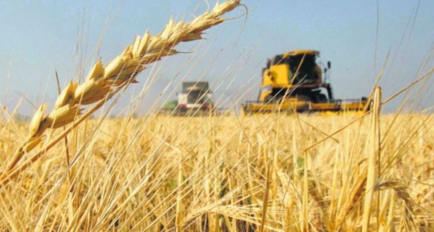 La cosecha de trigo supera las expectativas