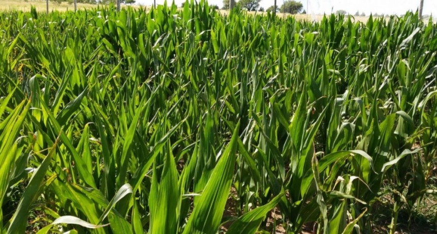 Estudian estrategias para optimizar la producci&oacute;n de ma&iacute;z en ambientes semi&aacute;ridos