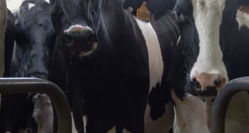Argentina concret&oacute; las primeras certificaciones IRAM 14400 de buenas pr&aacute;cticas para la producci&oacute;n lechera bovina