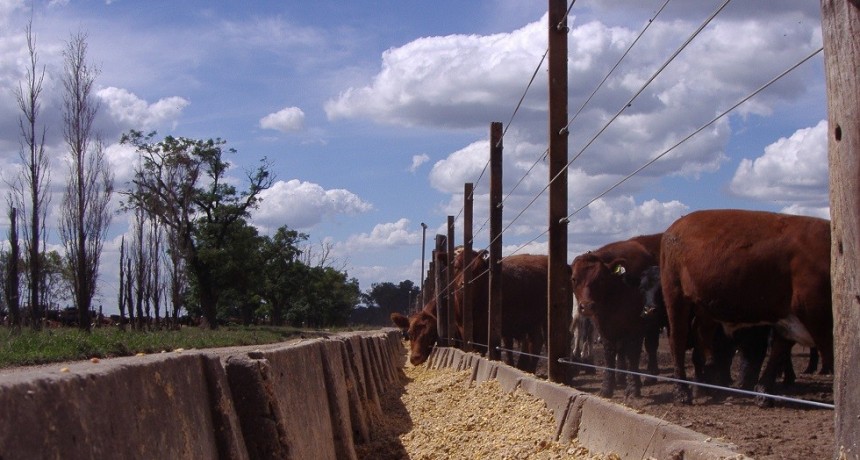 Los feedlot cierran el a&ntilde;o con n&uacute;meros en rojo