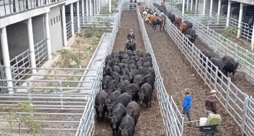 Lunes en el MAG: Remates especiales con buena afluencia y ventas &aacute;giles